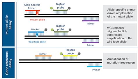 taqman|how does taqman work.